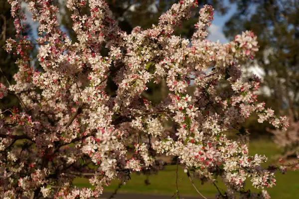 Sakura Avenue (15)